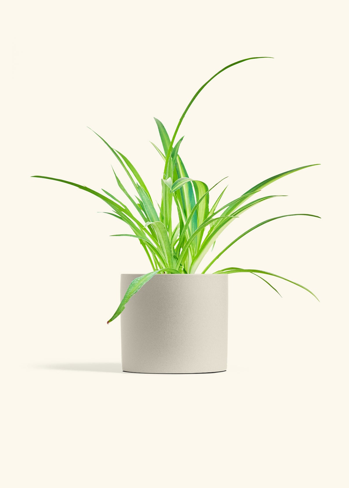 Spider Plant Reverse in a 6 inches Oat Classic Cylinder Planter 