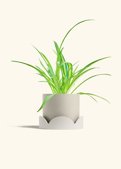 Spider Plant Reverse in a 6 inches Oat Classic Cylinder Planter in a Oat Petal Drip Tray