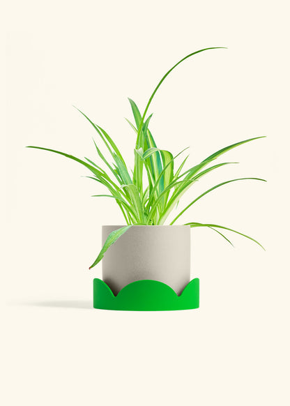 Spider Plant Reverse in a 6 inches Oat Classic Cylinder Planter in a Shamrock Petal Drip Tray