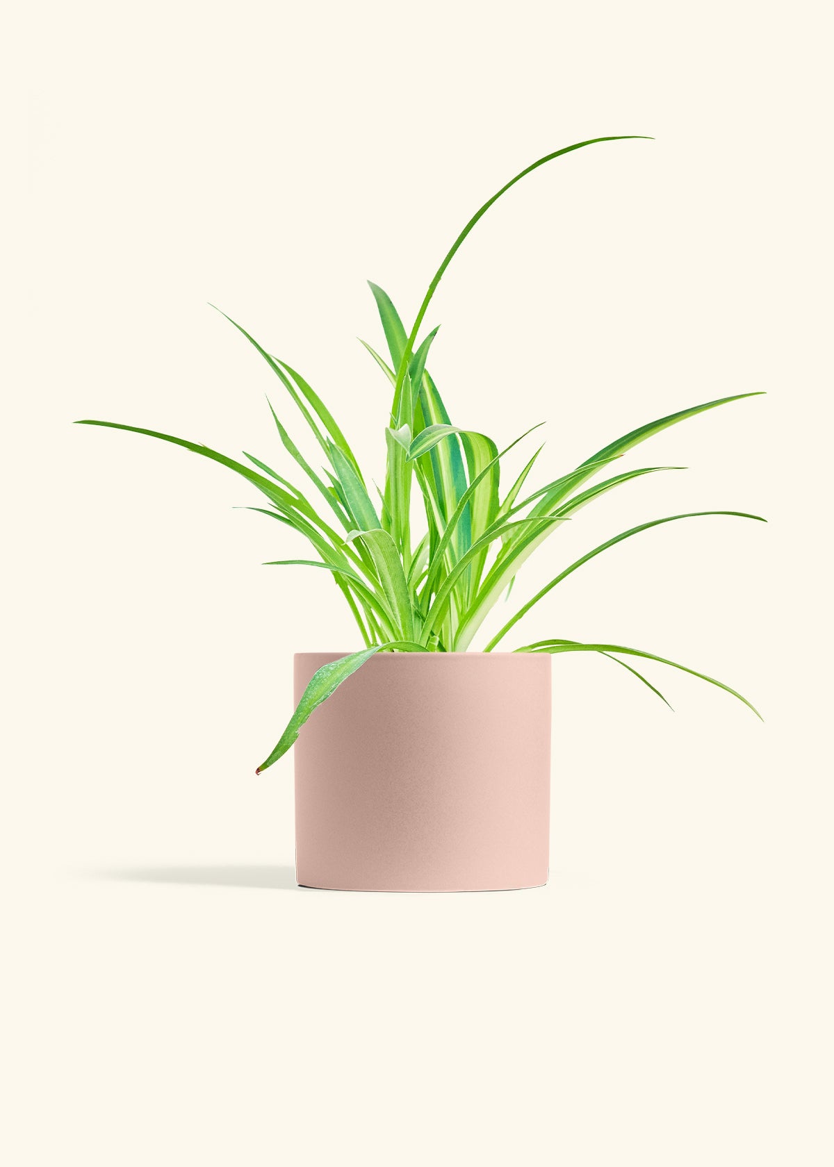 Spider Plant Reverse in a 6 inches Pink Classic Cylinder Planter 