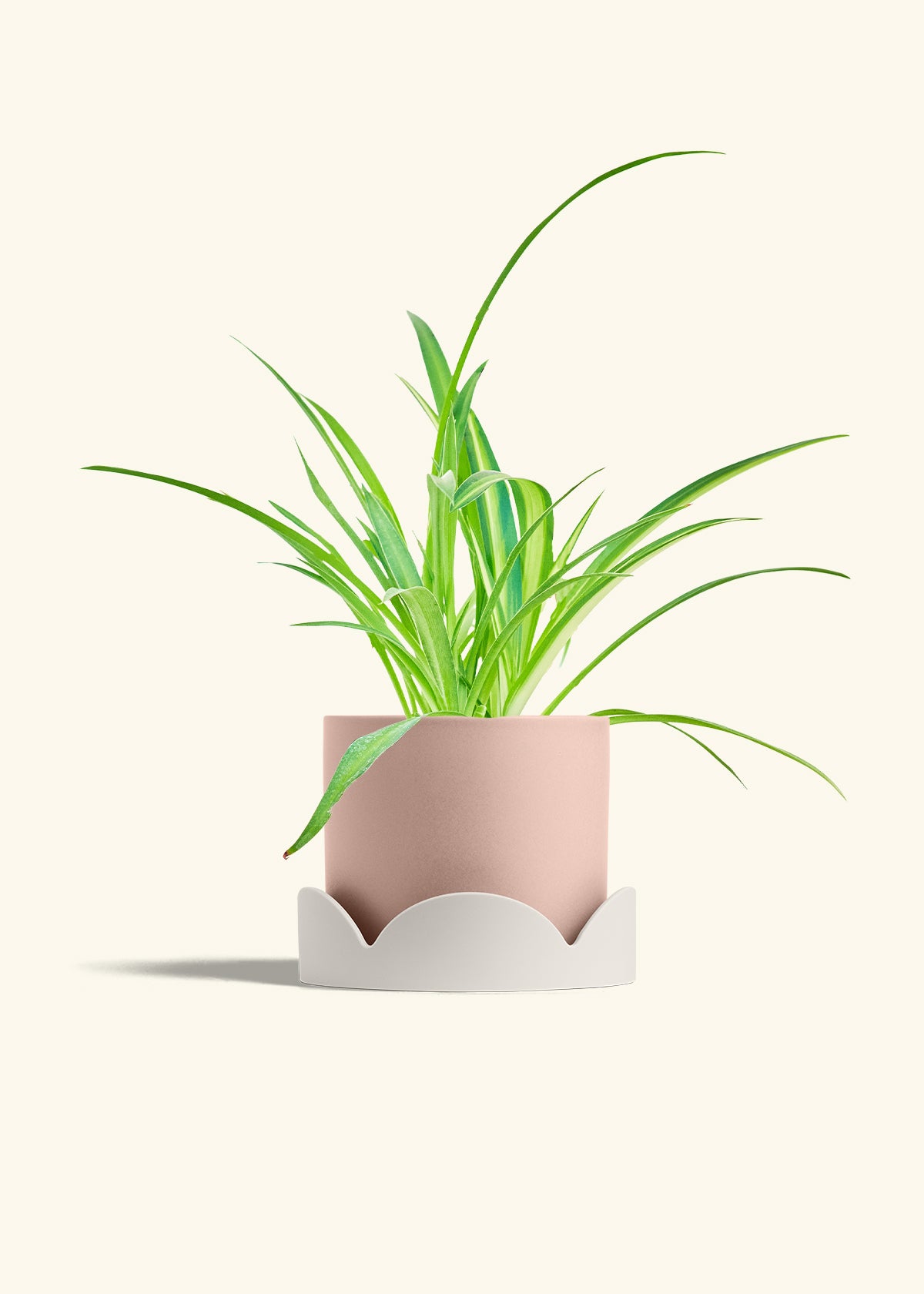 Spider Plant Reverse in a 6 inches Pink Classic Cylinder Planter in a Oat Petal Drip Tray