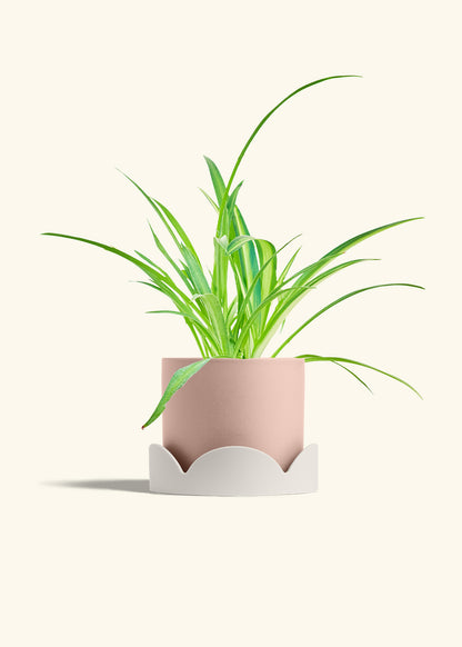 Spider Plant Reverse in a 6 inches Pink Classic Cylinder Planter in a Oat Petal Drip Tray