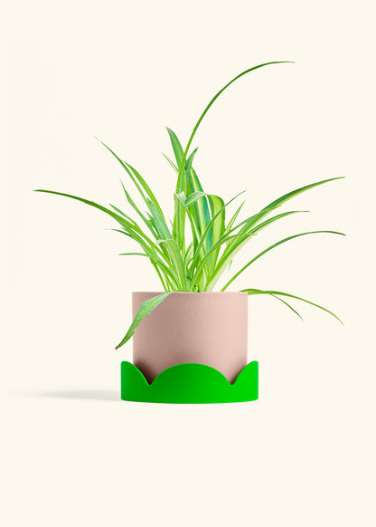 Spider Plant Reverse in a 6 inches Pink Classic Cylinder Planter in a Shamrock Petal Drip Tray