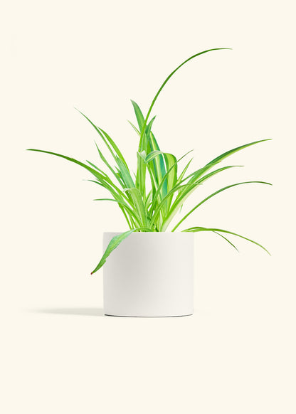 Spider Plant Reverse in a 6 inches White Classic Cylinder Planter 