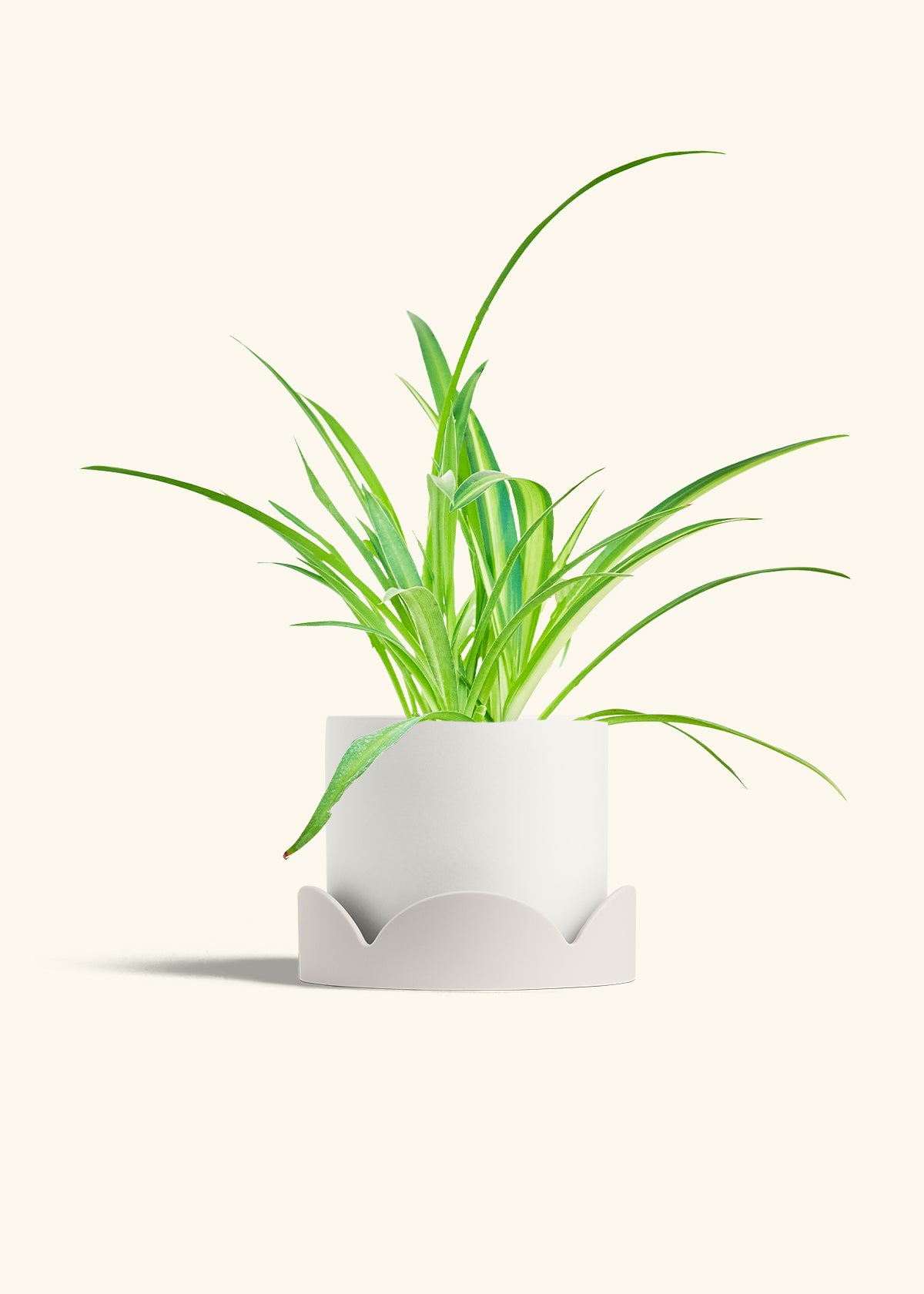 Spider Plant Reverse in a 6 inches White Classic Cylinder Planter in a Oat Petal Drip Tray