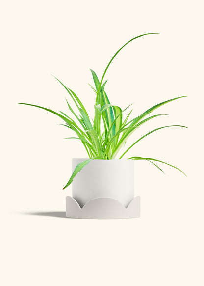 Spider Plant Reverse in a 6 inches White Classic Cylinder Planter in a Oat Petal Drip Tray