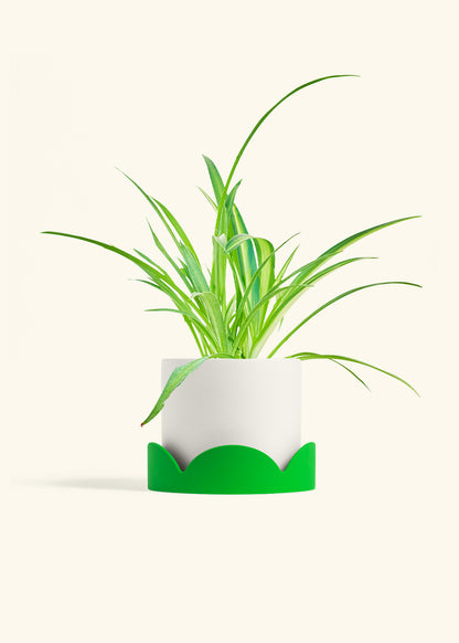 Spider Plant Reverse in a 6 inches White Classic Cylinder Planter in a Shamrock Petal Drip Tray