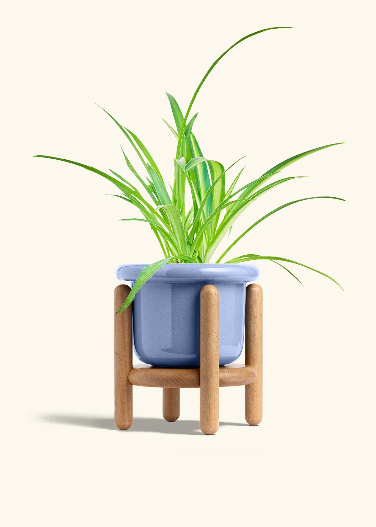 Spider Plant Reverse in a 6 inches Fat Lip Blue Planter in a Beech Wood Stand