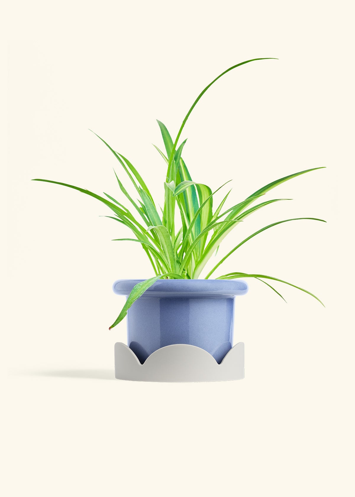 Spider Plant Reverse in a 6 inches Fat Lip Blue Planter in a Oat Petal Drip Tray