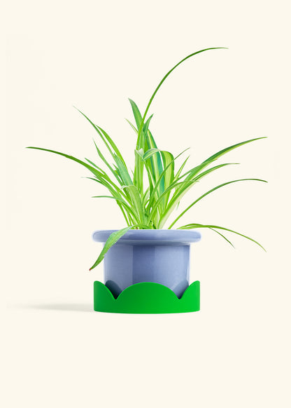 Spider Plant Reverse in a 6 inches Fat Lip Blue Planter in a Shamrock Petal Drip Tray