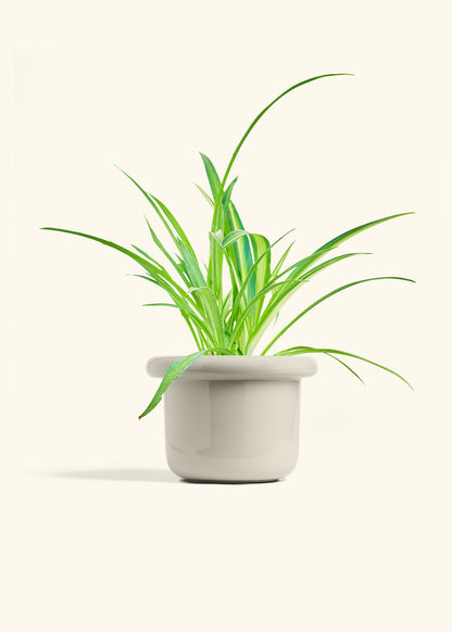 Spider Plant Reverse in a 6 inches Fat Lip Oat Planter 