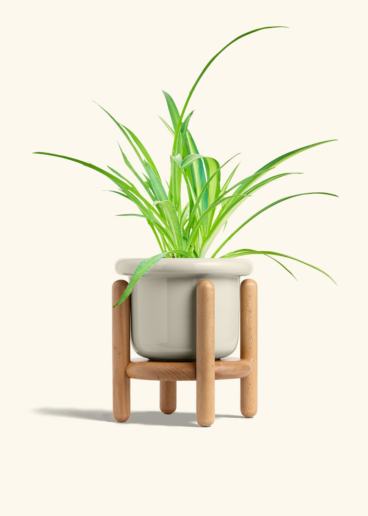 Spider Plant Reverse in a 6 inches Fat Lip Oat Planter in a Beech Wood Stand