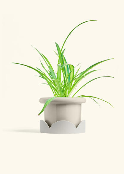 Spider Plant Reverse in a 6 inches Fat Lip Oat Planter in a Oat Petal Drip Tray