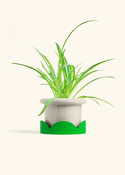 Spider Plant Reverse in a 6 inches Fat Lip Oat Planter in a Shamrock Petal Drip Tray