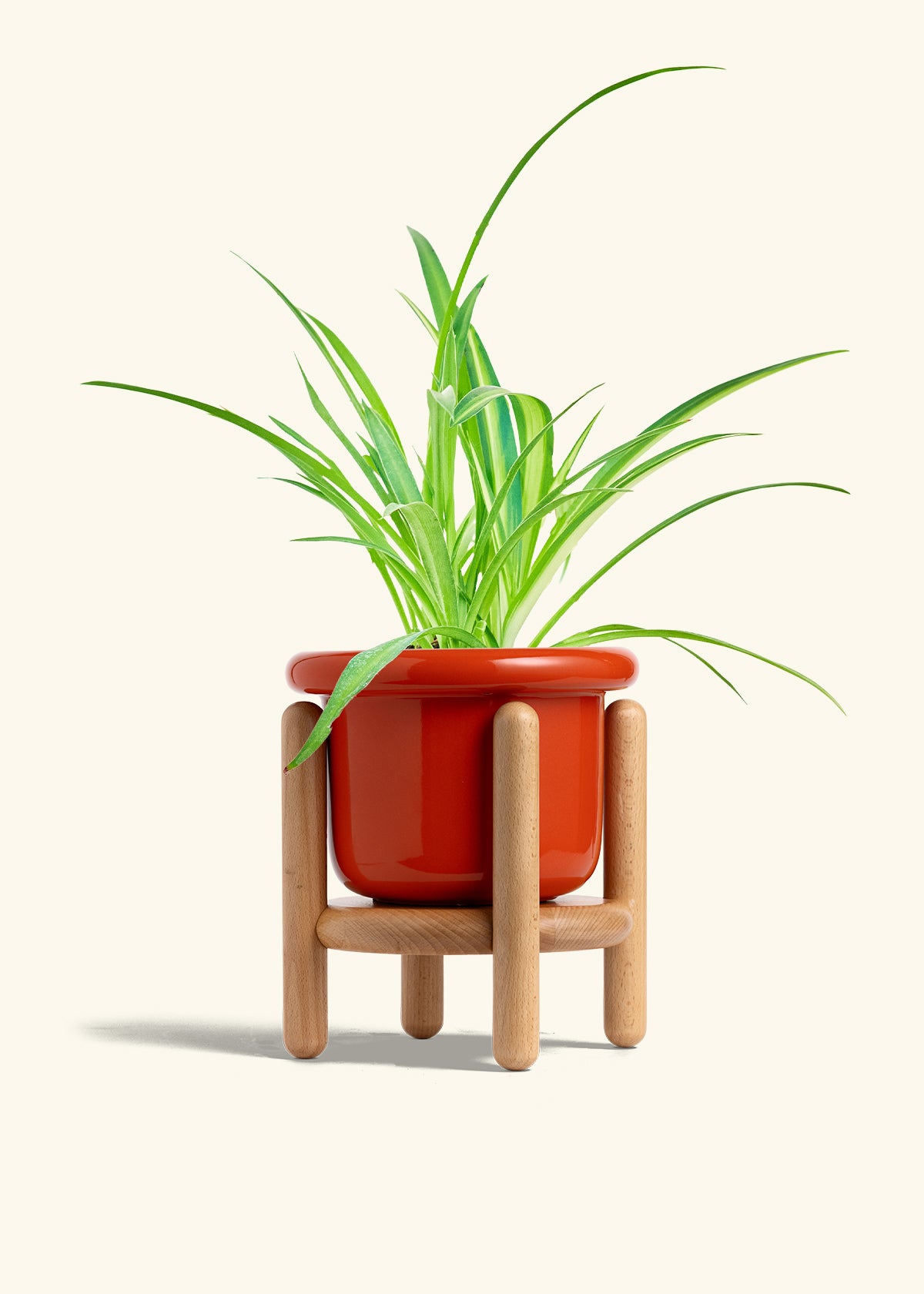 Spider Plant Reverse in a 6 inches Fat Lip Red Planter in a Beech Wood Stand