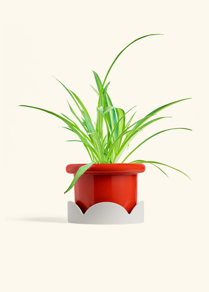 Spider Plant Reverse in a 6 inches Fat Lip Red Planter in a Oat Petal Drip Tray