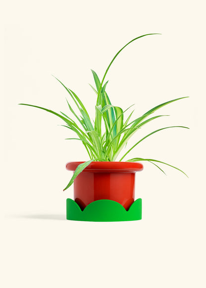 Spider Plant Reverse in a 6 inches Fat Lip Red Planter in a Shamrock Petal Drip Tray