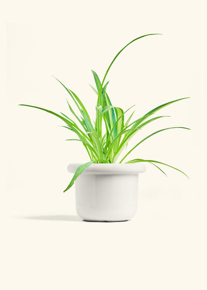Spider Plant Reverse in a 6 inches Fat Lip White Planter 