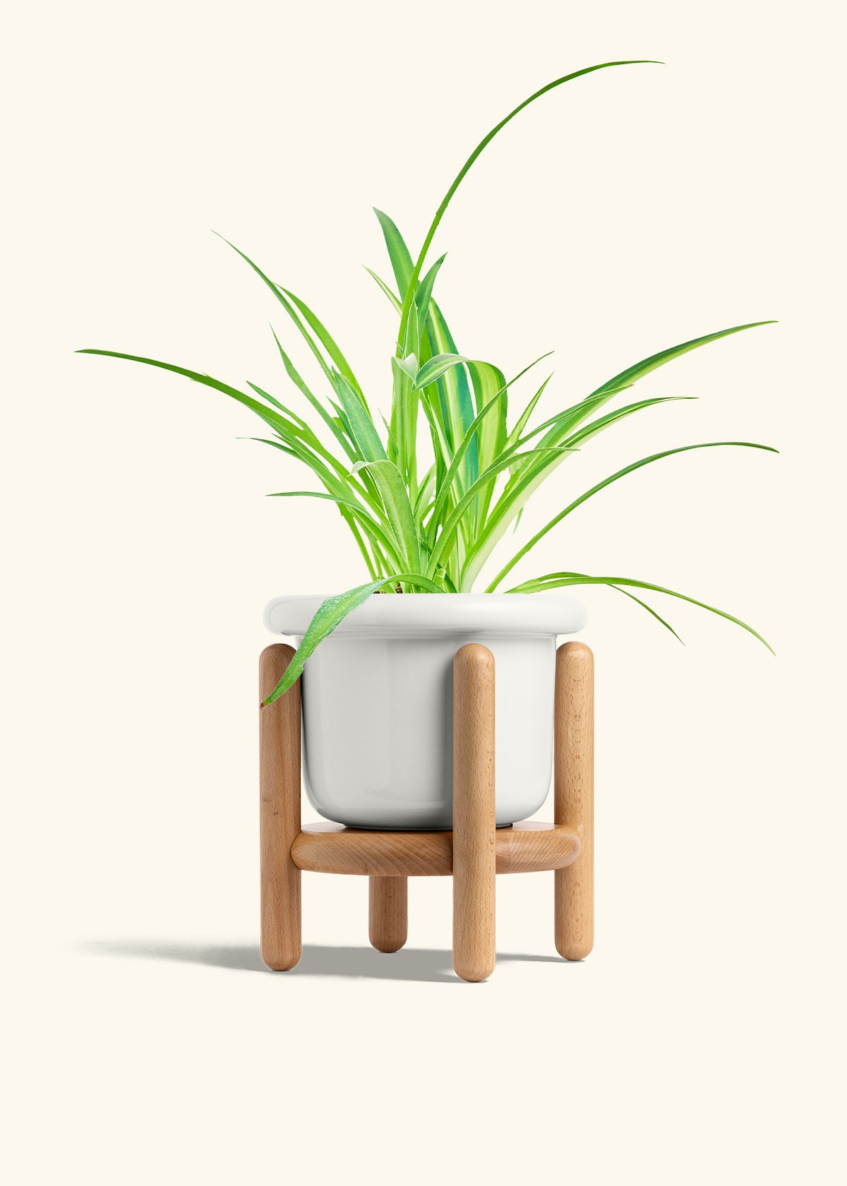 Spider Plant Reverse in a 6 inches Fat Lip White Planter in a Beech Wood Stand