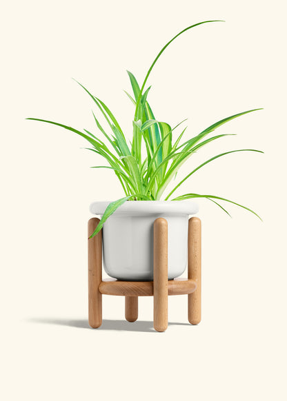 Spider Plant Reverse in a 6 inches Fat Lip White Planter in a Beech Wood Stand