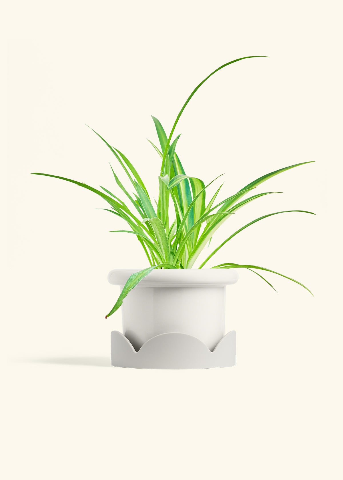 Spider Plant Reverse in a 6 inches Fat Lip White Planter in a Oat Petal Drip Tray