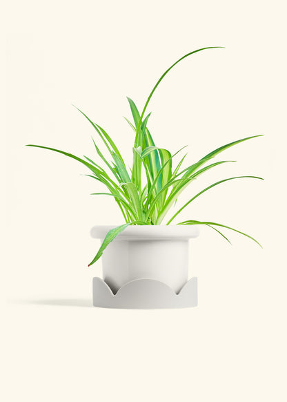 Spider Plant Reverse in a 6 inches Fat Lip White Planter in a Oat Petal Drip Tray