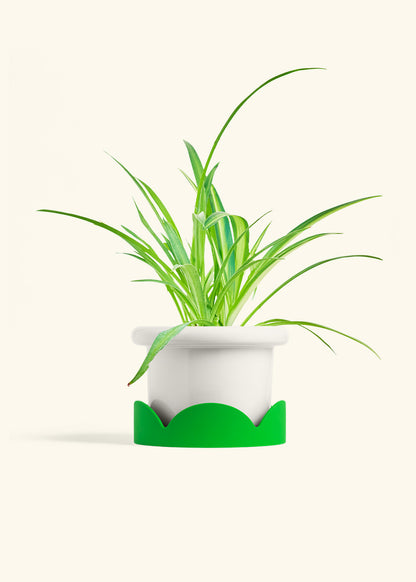 Spider Plant Reverse in a 6 inches Fat Lip White Planter in a Shamrock Petal Drip Tray