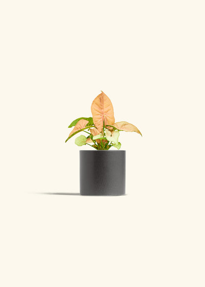 Pink Arrowhead in a 4 inches Charcoal Classic Cylinder Planter 