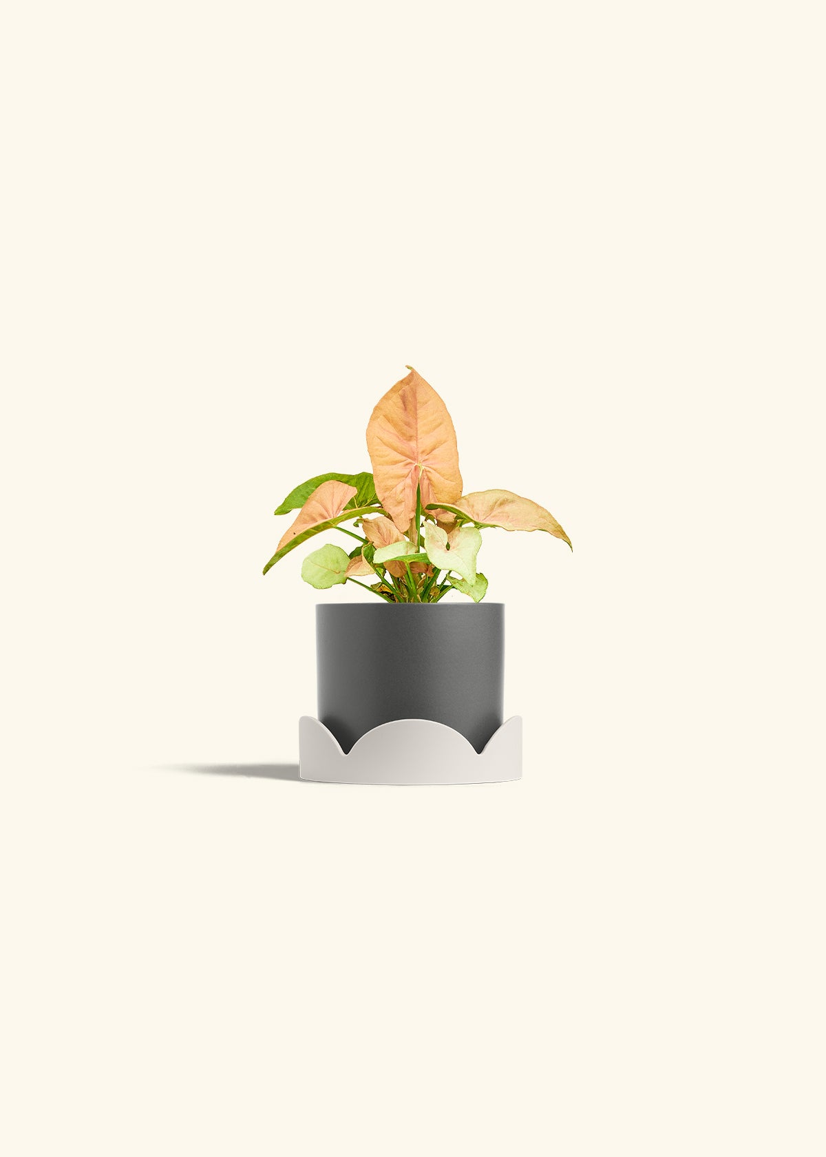 Pink Arrowhead in a 4 inches Charcoal Classic Cylinder Planter in a Oat Petal Drip Tray