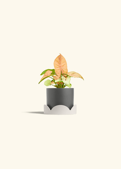 Pink Arrowhead in a 4 inches Charcoal Classic Cylinder Planter in a Oat Petal Drip Tray