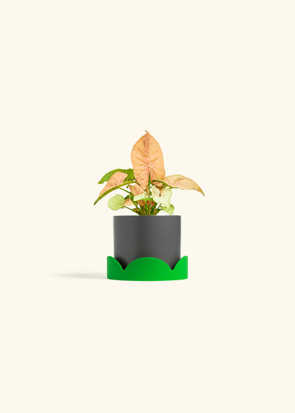 Pink Arrowhead in a 4 inches Charcoal Classic Cylinder Planter in a Shamrock Petal Drip Tray