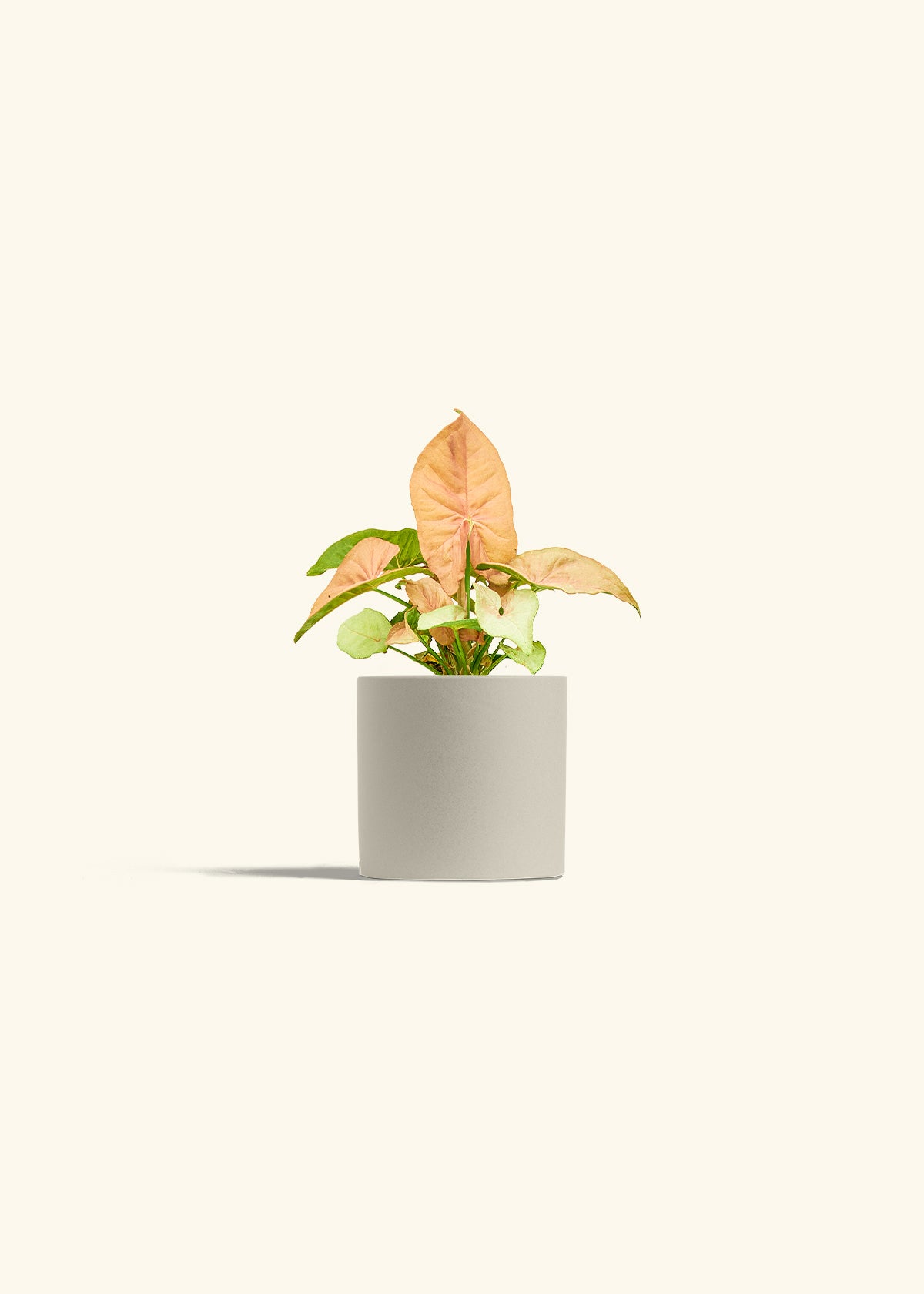 Pink Arrowhead in a 4 inches Oat Classic Cylinder Planter 