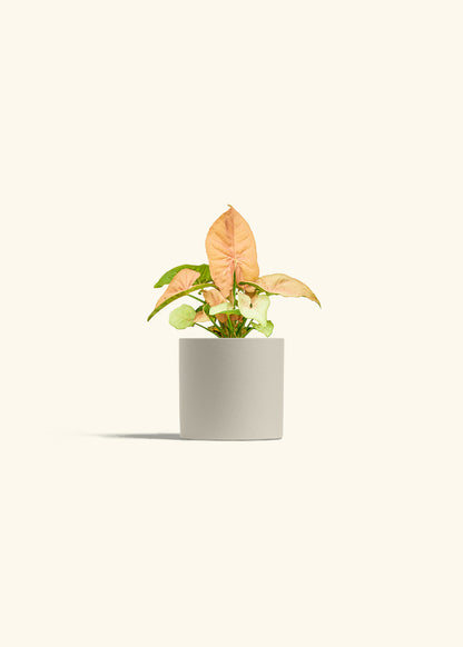 Pink Arrowhead in a 4 inches Oat Classic Cylinder Planter 
