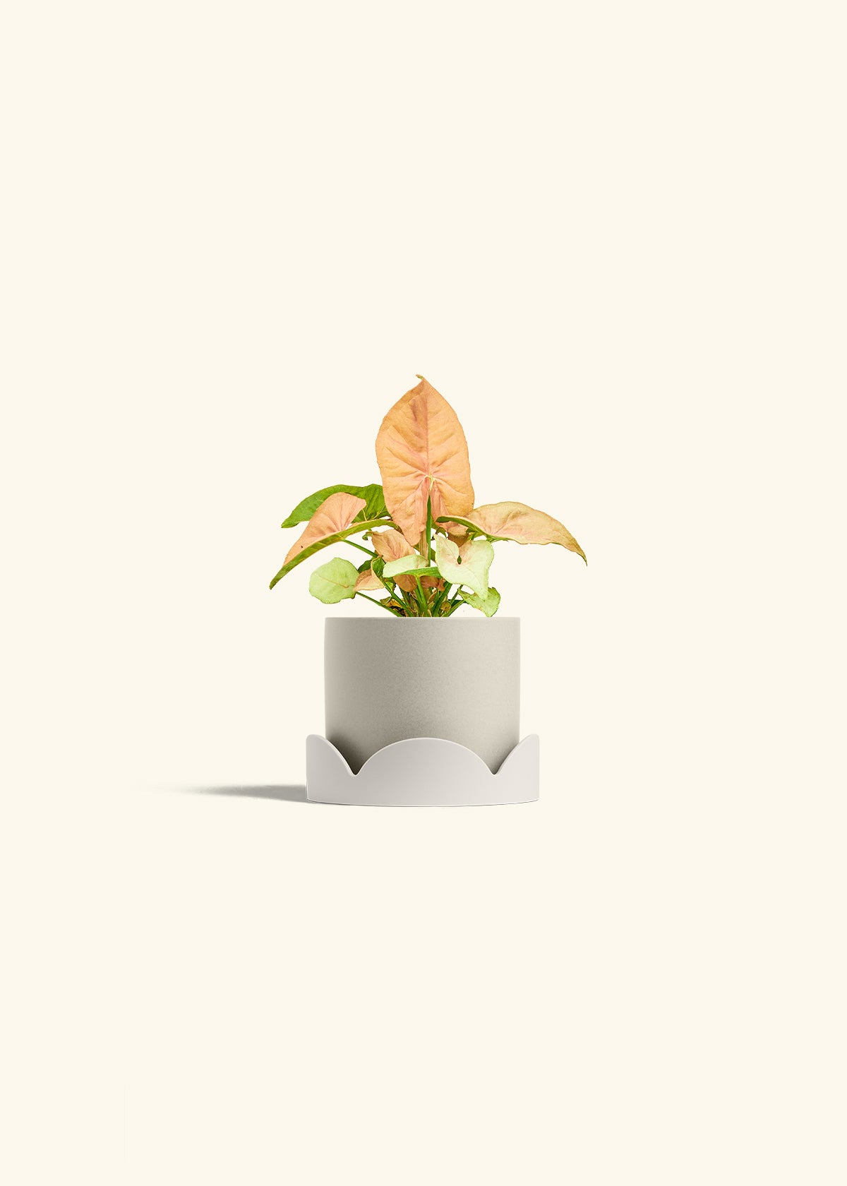 Pink Arrowhead in a 4 inches Oat Classic Cylinder Planter in a Oat Petal Drip Tray