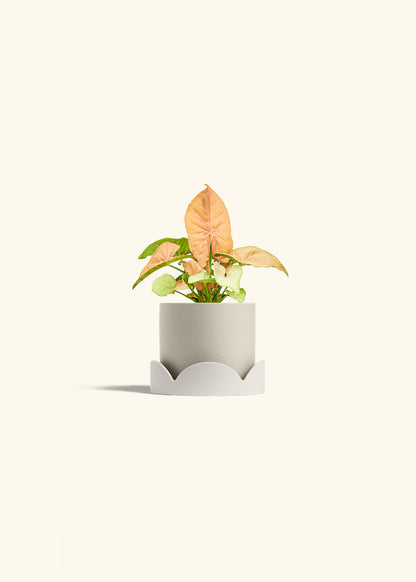 Pink Arrowhead in a 4 inches Oat Classic Cylinder Planter in a Oat Petal Drip Tray