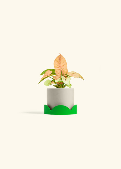 Pink Arrowhead in a 4 inches Oat Classic Cylinder Planter in a Shamrock Petal Drip Tray