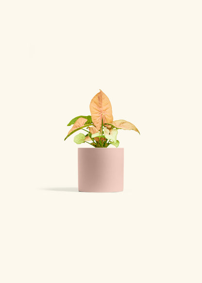 Pink Arrowhead in a 4 inches Pink Classic Cylinder Planter 