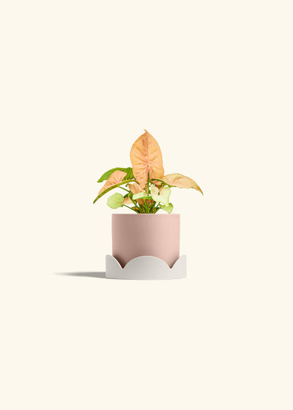 Pink Arrowhead in a 4 inches Pink Classic Cylinder Planter in a Oat Petal Drip Tray