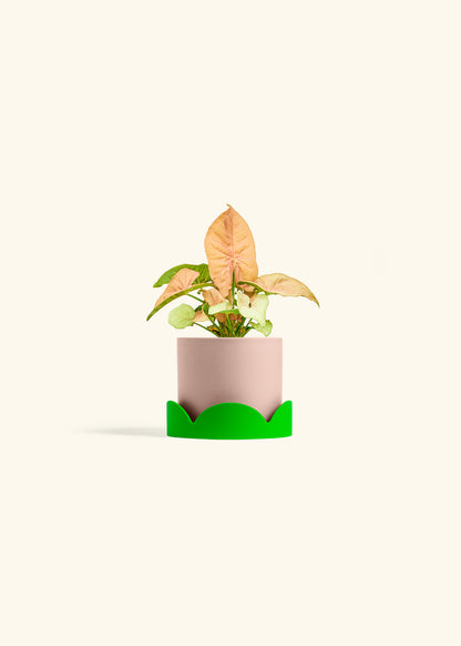 Pink Arrowhead in a 4 inches Pink Classic Cylinder Planter in a Shamrock Petal Drip Tray