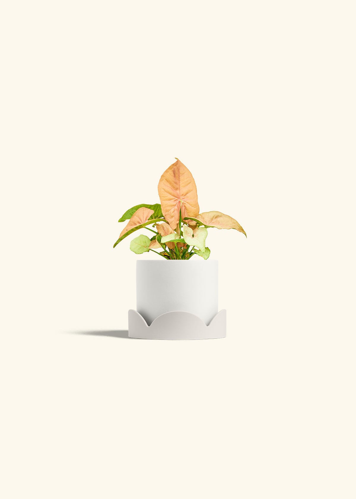 Pink Arrowhead in a 4 inches White Classic Cylinder Planter in a Oat Petal Drip Tray