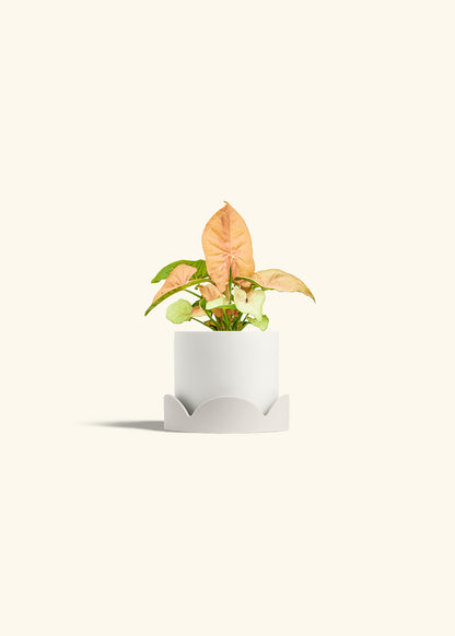 Pink Arrowhead in a 4 inches White Classic Cylinder Planter in a Oat Petal Drip Tray