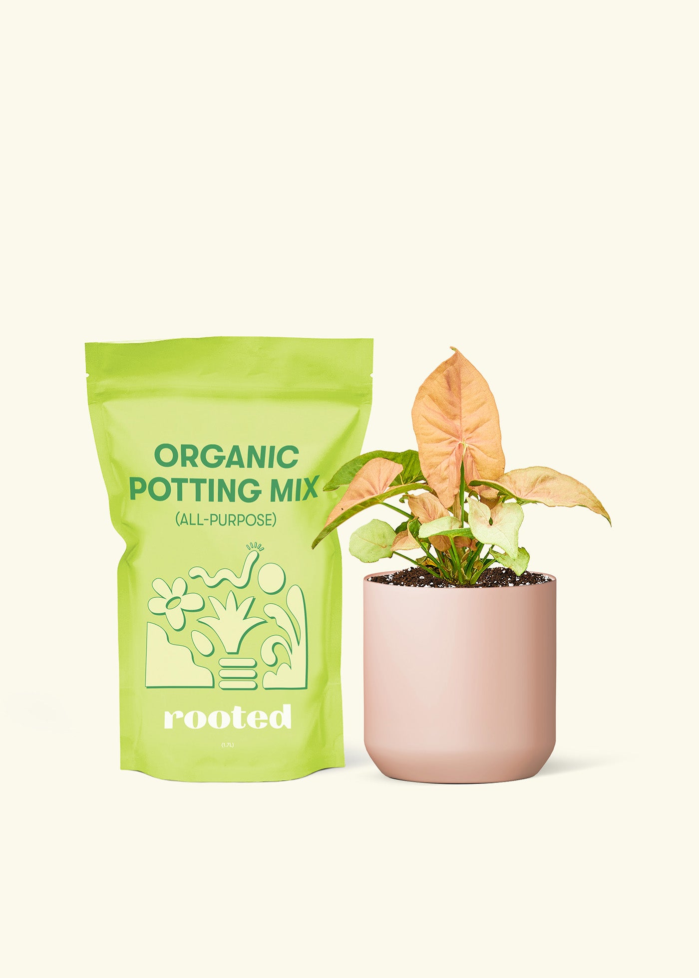 Small Pink Arrowhead Plant in a pink cylinder pot and a bag of soil.
