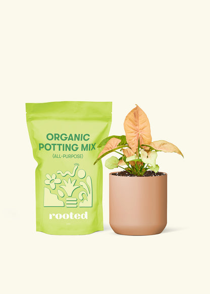 Small Pink Arrowhead Plant in a terracotta cylinder pot and a bag of soil.