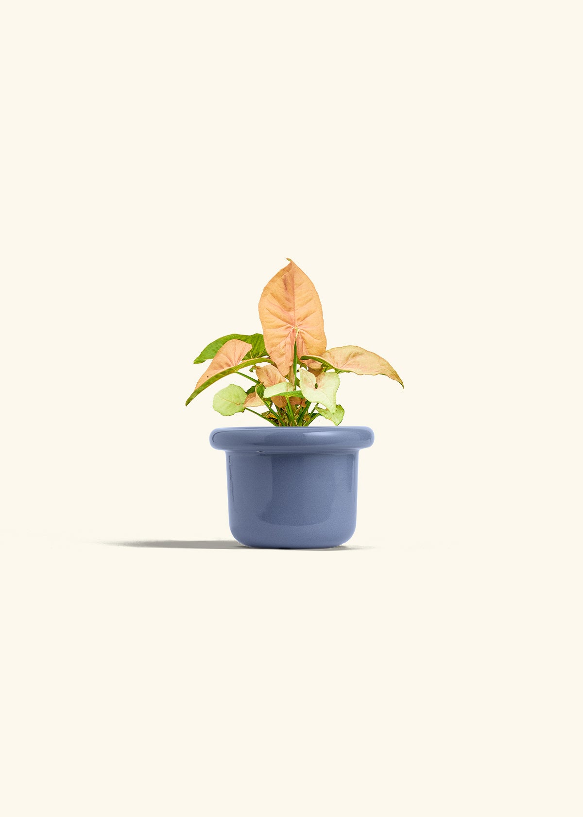 Pink Arrowhead in a 4 inches Fat Lip Blue Planter 