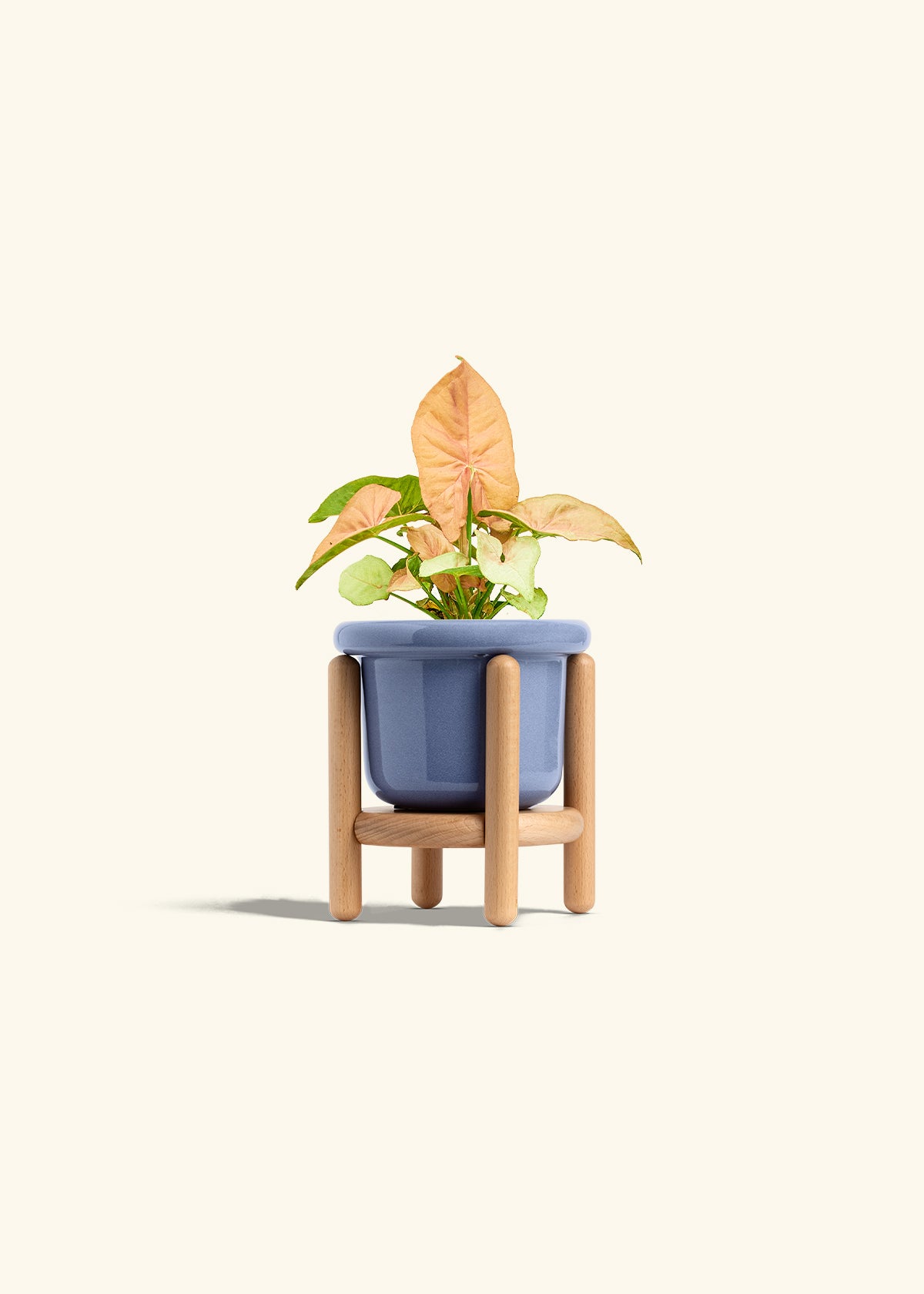 Pink Arrowhead in a 4 inches Fat Lip Blue Planter in a Beech Wood Stand