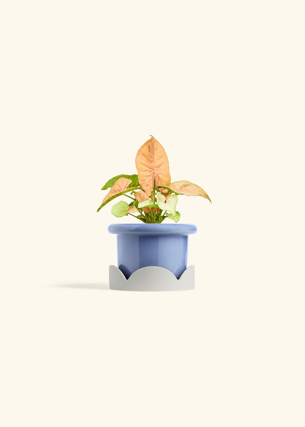 Pink Arrowhead in a 4 inches Fat Lip Blue Planter in a Oat Petal Drip Tray