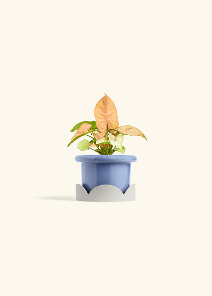 Pink Arrowhead in a 4 inches Fat Lip Blue Planter in a Oat Petal Drip Tray