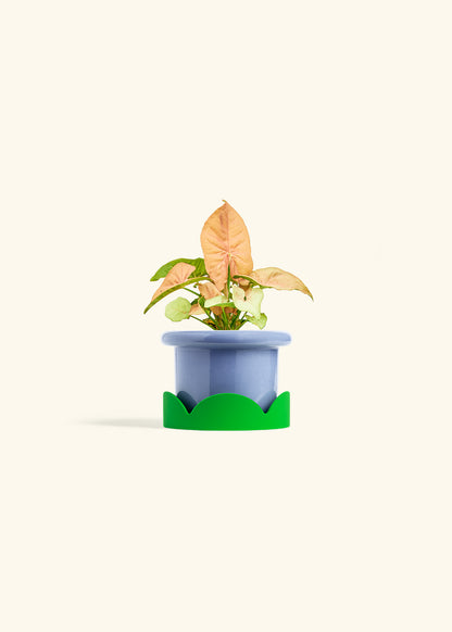 Pink Arrowhead in a 4 inches Fat Lip Blue Planter in a Shamrock Petal Drip Tray