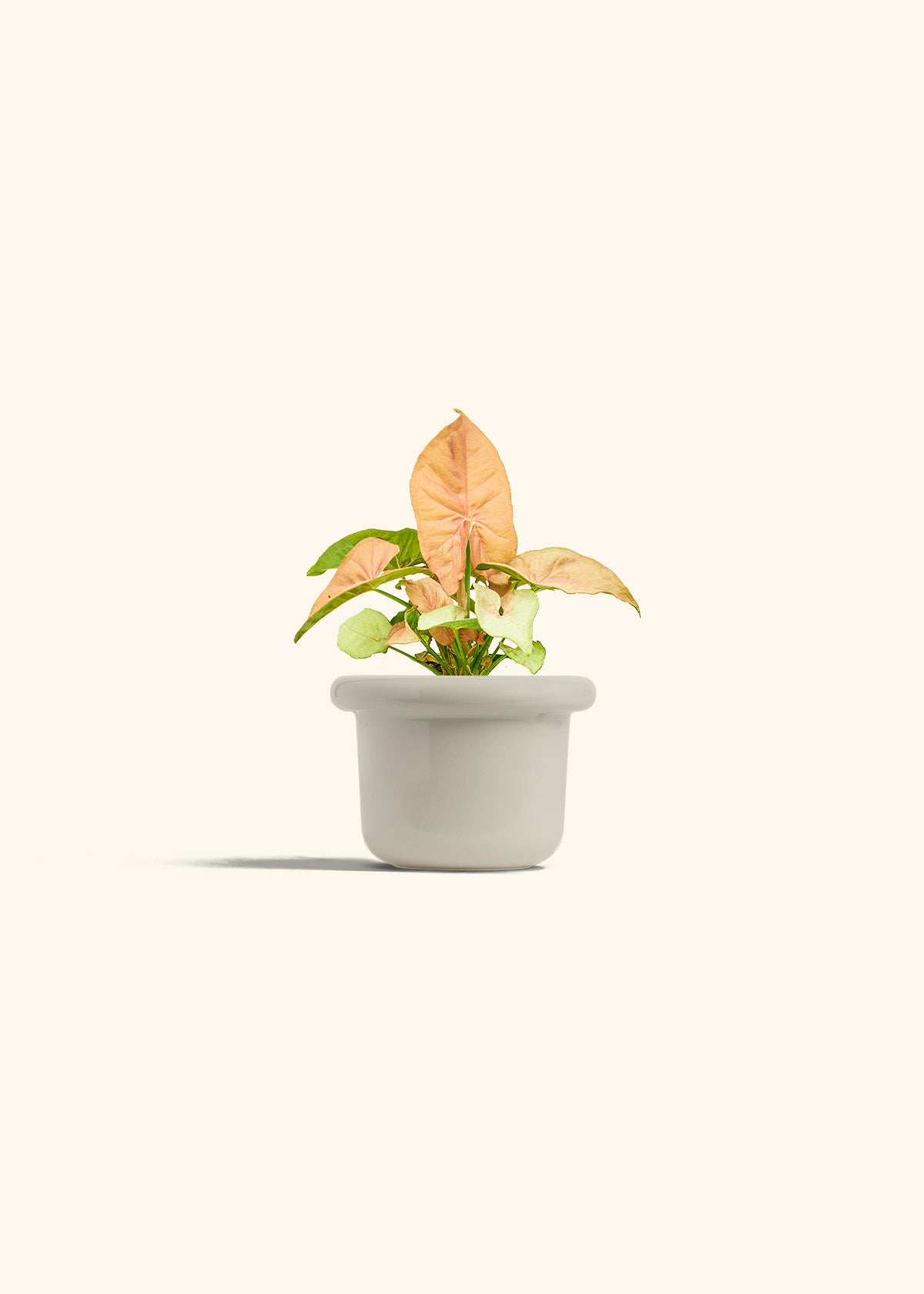 Pink Arrowhead in a 4 inches Fat Lip Oat Planter 