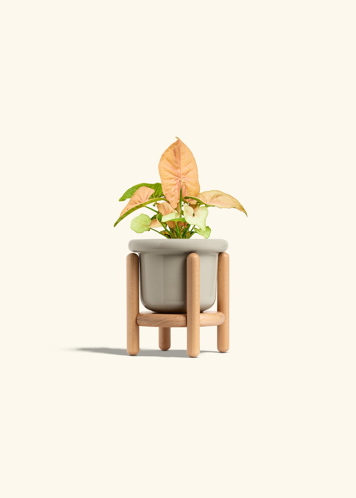 Pink Arrowhead in a 4 inches Fat Lip Oat Planter in a Beech Wood Stand